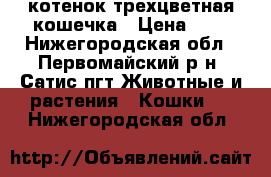 котенок трехцветная кошечка › Цена ­ 1 - Нижегородская обл., Первомайский р-н, Сатис пгт Животные и растения » Кошки   . Нижегородская обл.